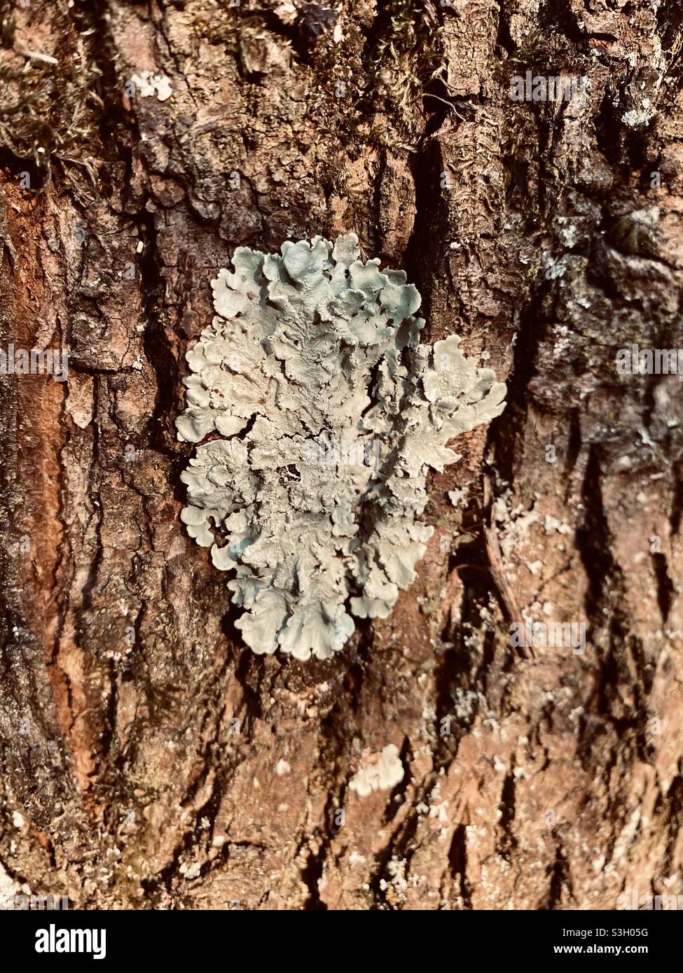 Nature photography bark lichen Stock Photo