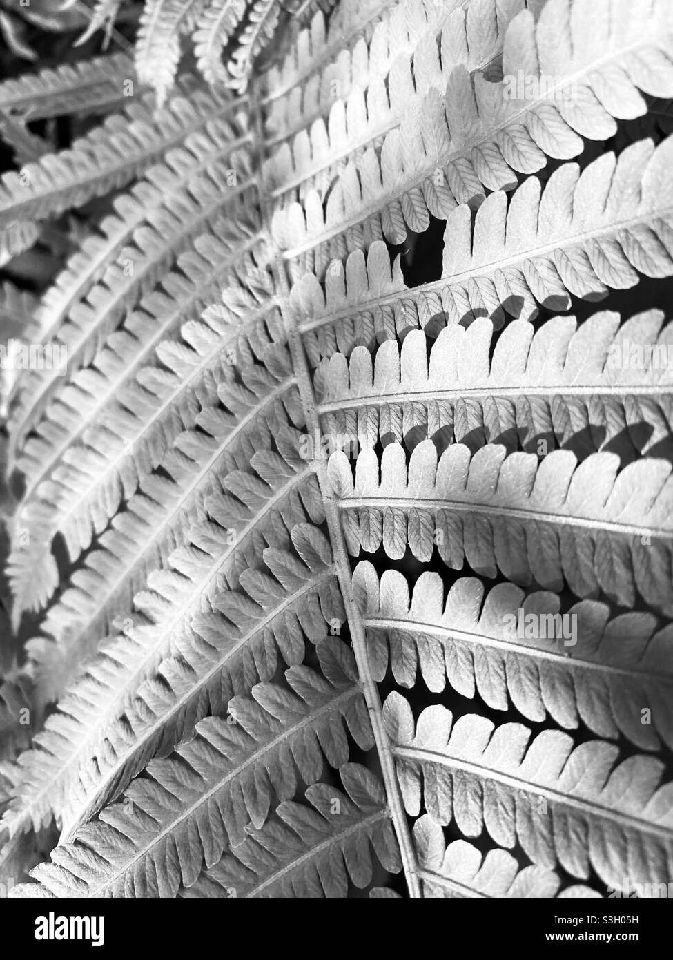 Black and white nature photography Stock Photo - Alamy