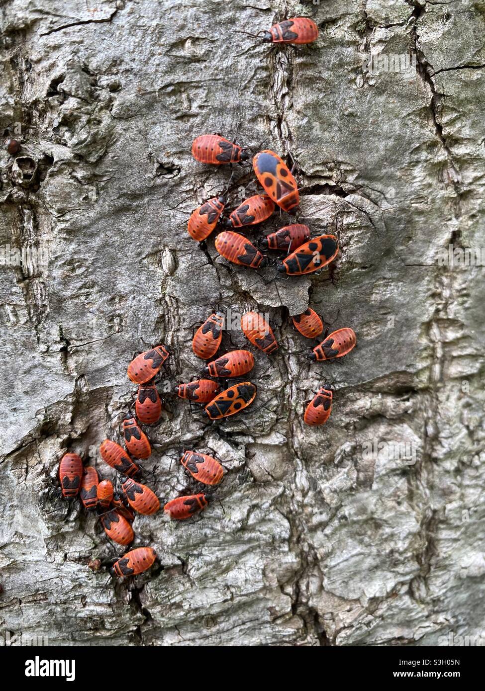 Red and black beatles on a tree Stock Photo