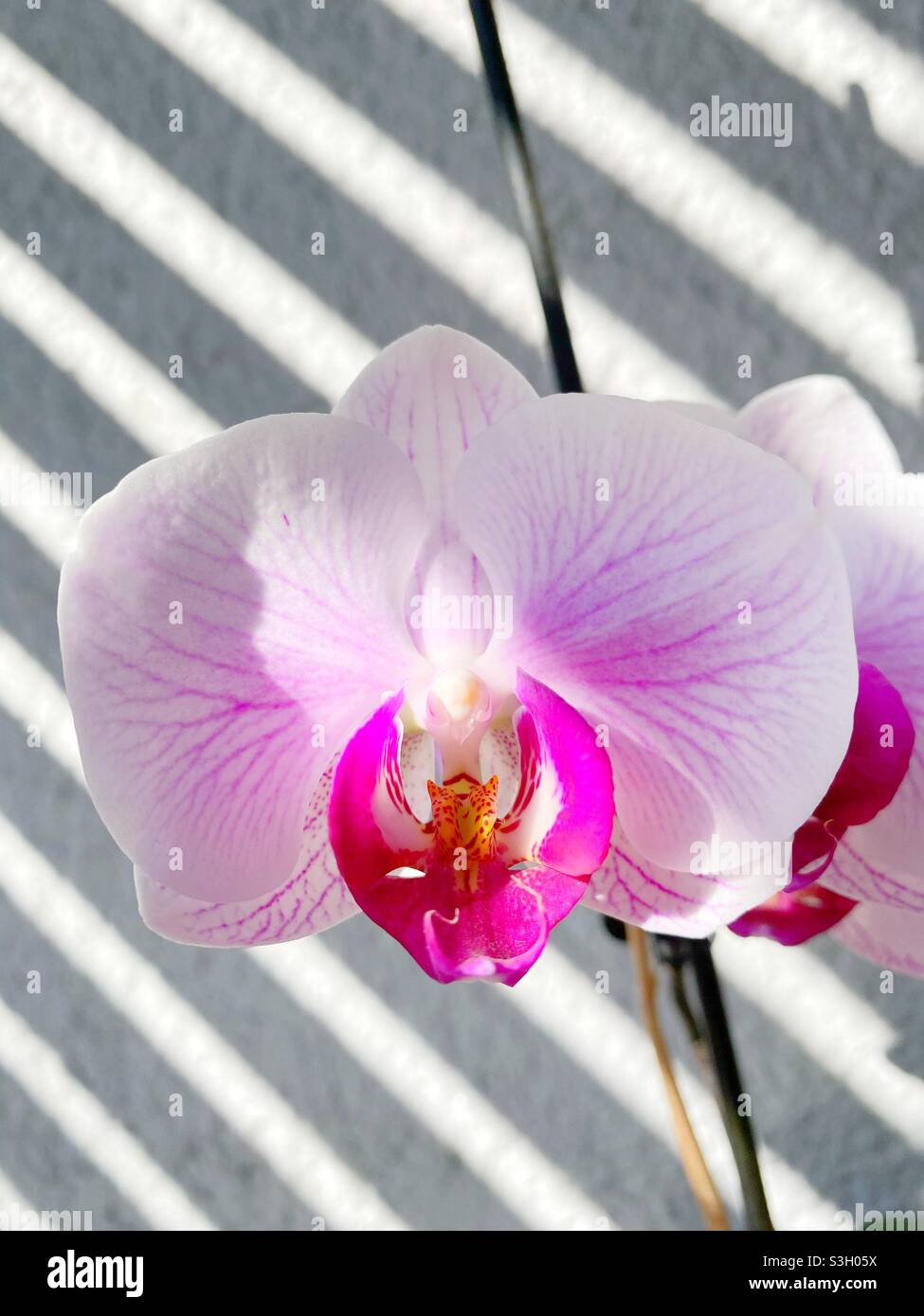 Beautiful orchid in bloom Stock Photo