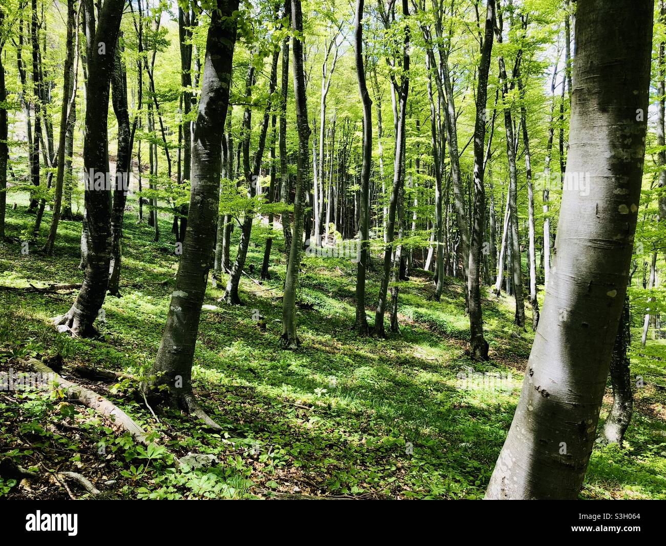 Nature photography forest trees Stock Photo