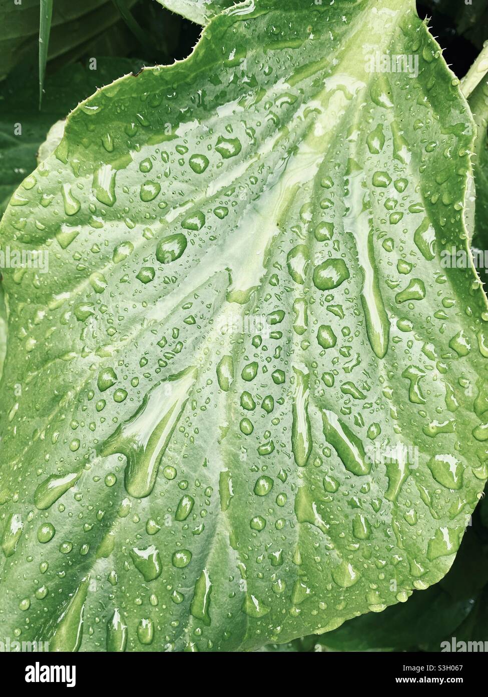 Rain Water drops on a green leaf nature photography Stock Photo