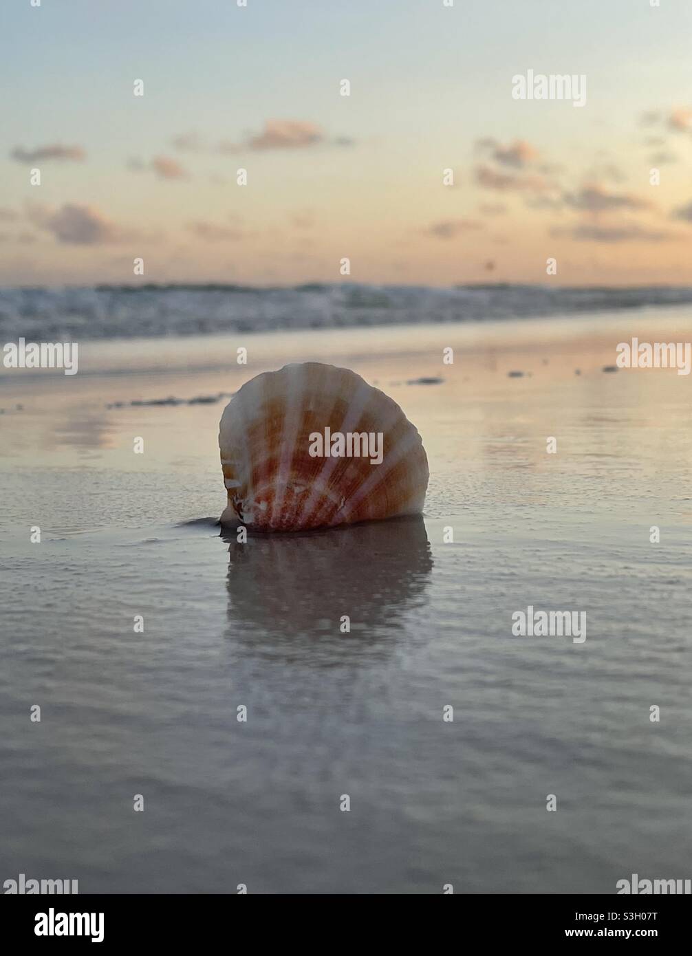 Select focus on a colorful seashell with sunset sky background Stock Photo