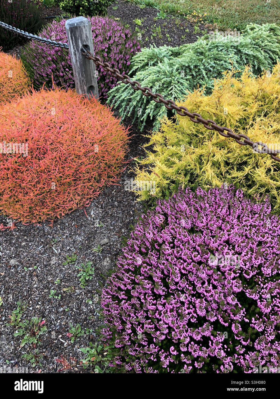 Vibrant colorful shrubs coastal Northern California Stock Photo Alamy
