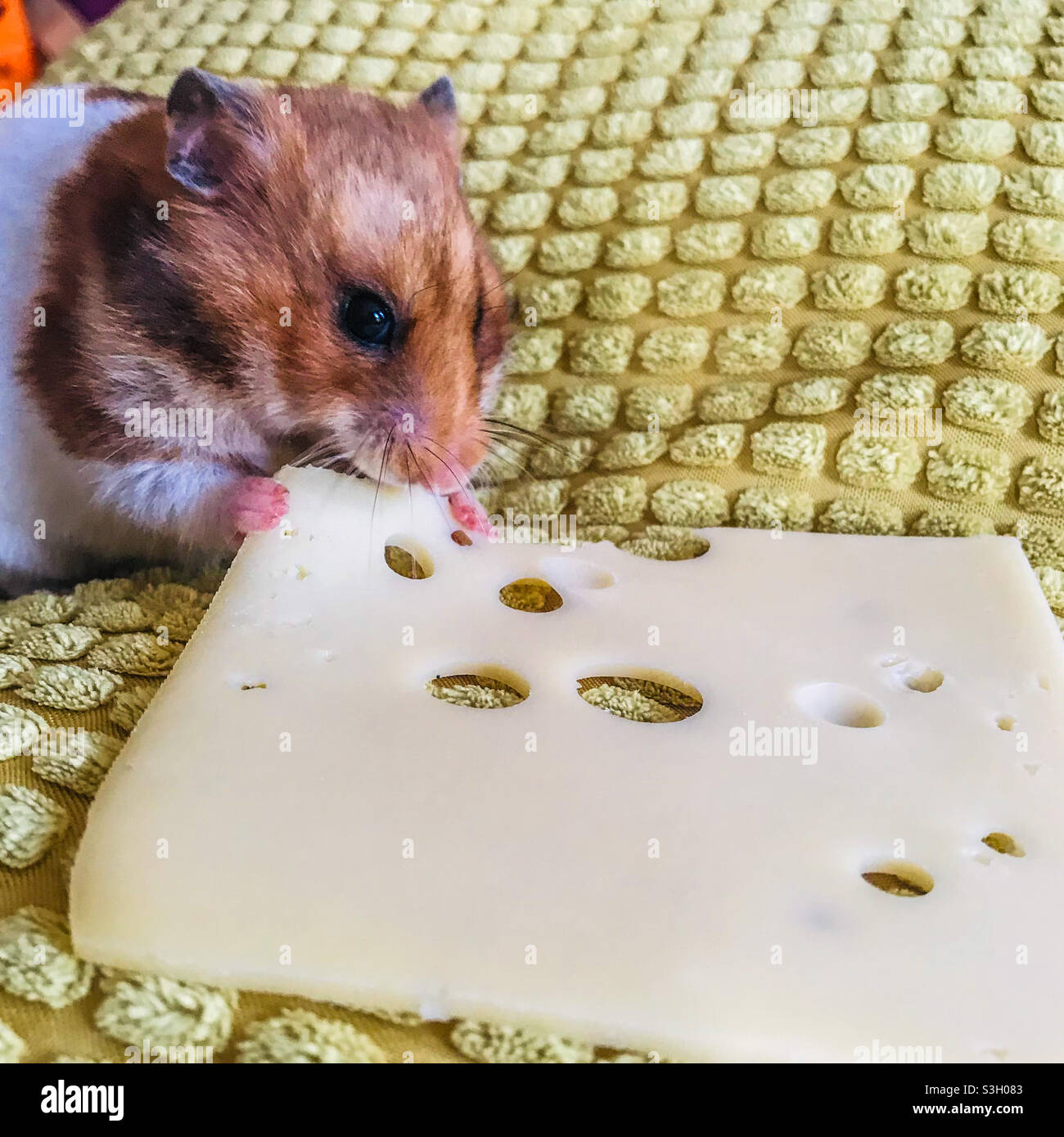 Cheese for cheap hamsters