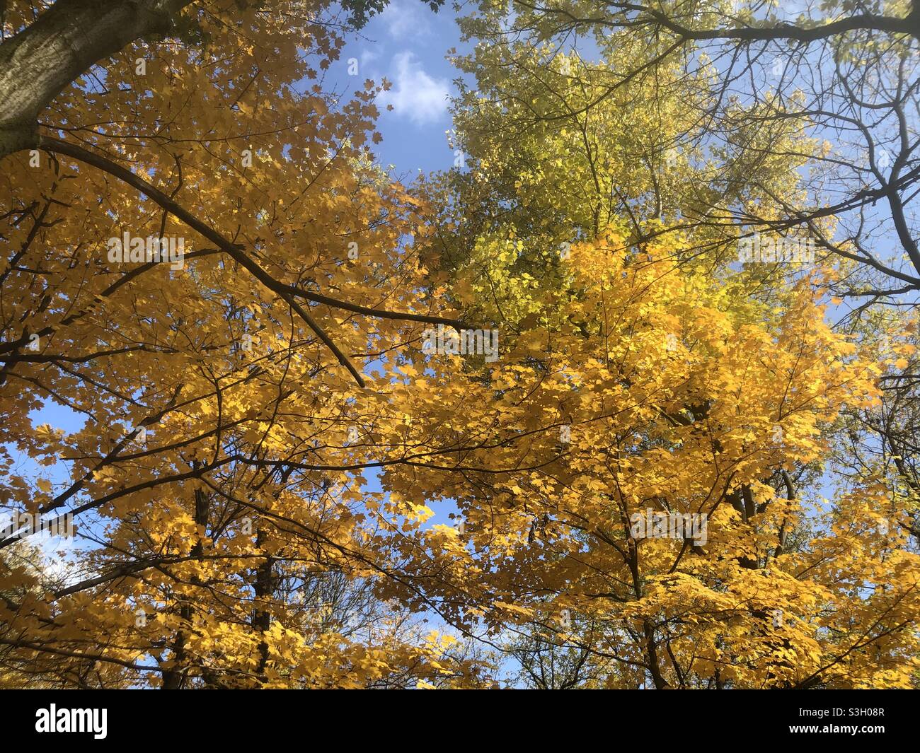 Fall leaves in Stratford Ontario Canada Stock Photo