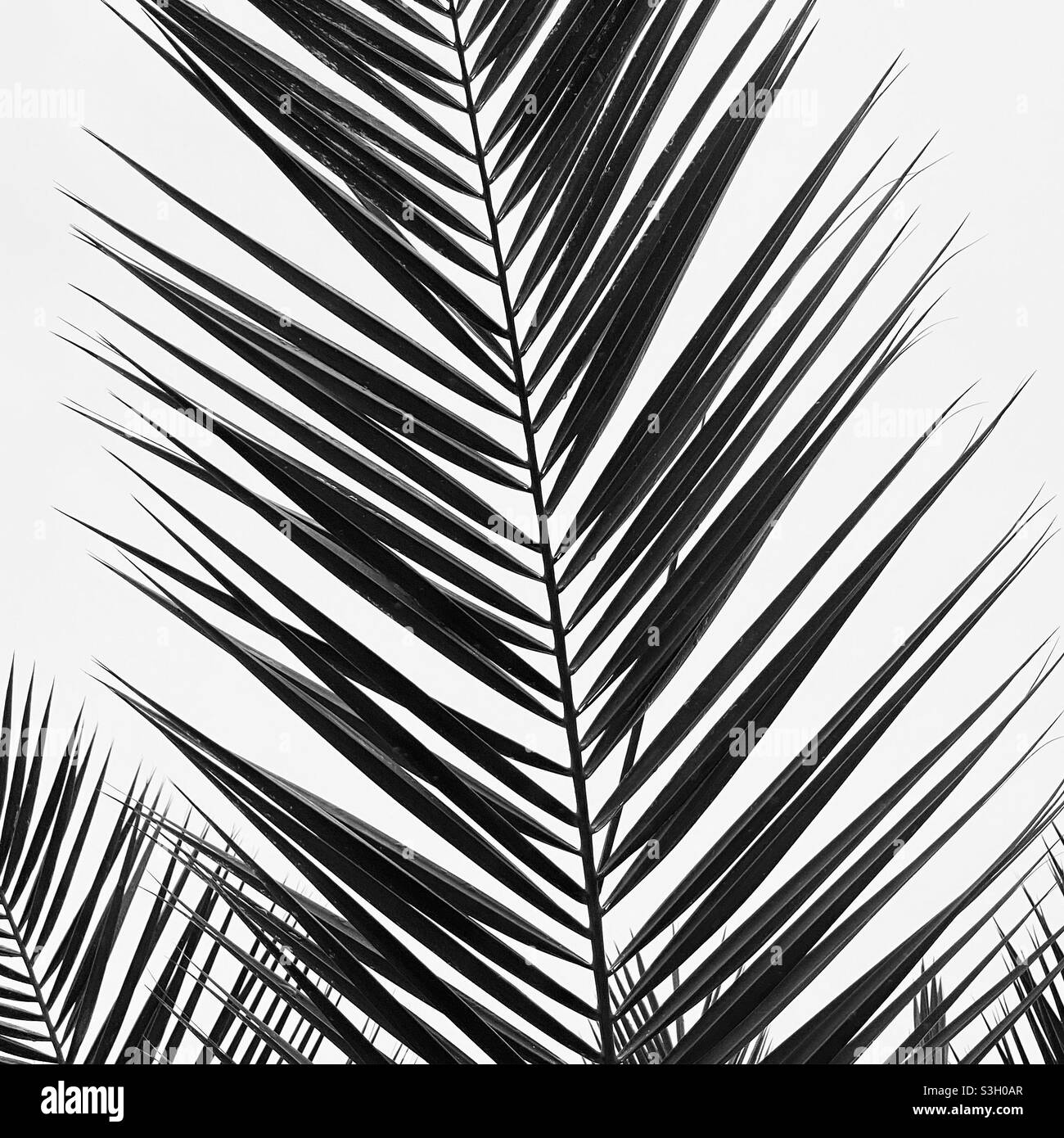 Black and white palm - Smartphone Captured Stock Image