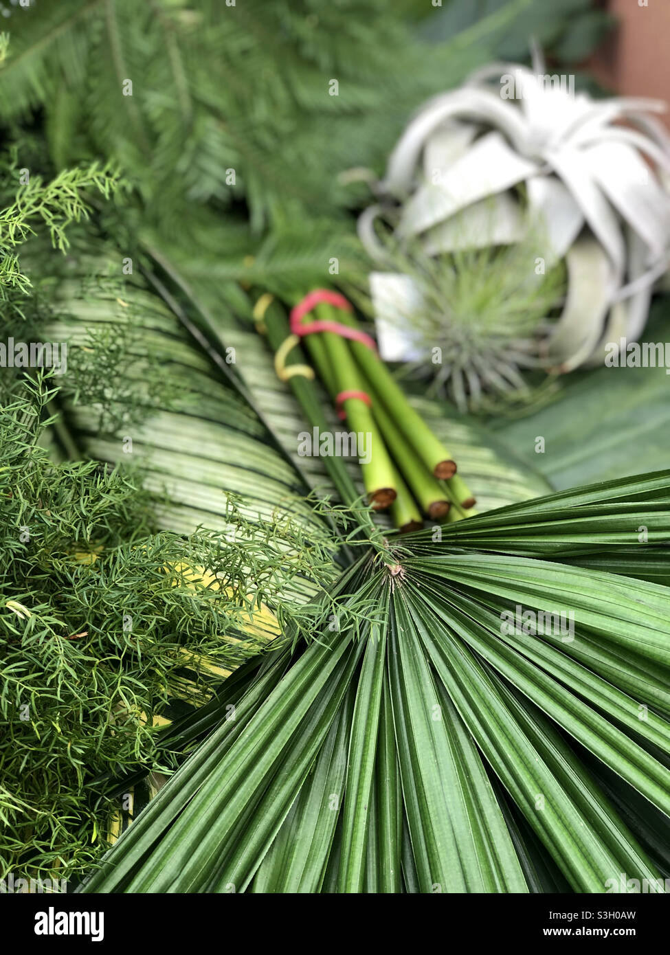 Flower arranging greenery with palms & tillandsia xerographica Stock Photo