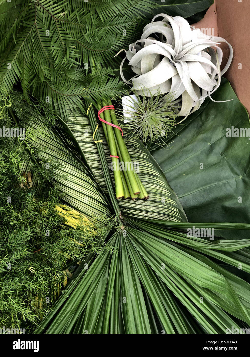 Greenery for flower arranging with tillandsia xerographica, calathea