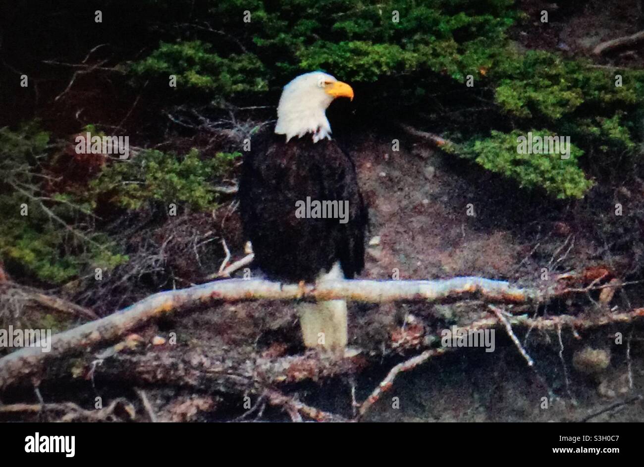 American Raptor Bald Eagle, Haliaeetus leucocephalus, Birds of North America, raptor ...