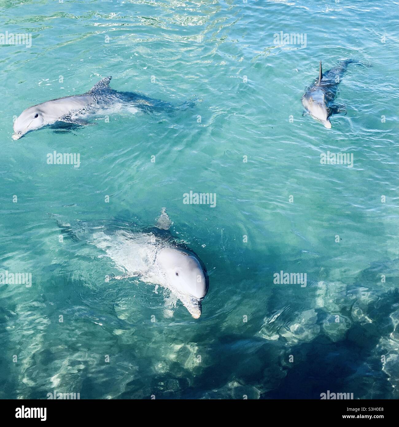 Dolphins playing in the ocean Stock Photo