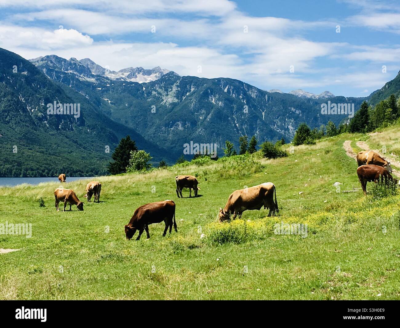 Cows on an alpine meadow with mountains in the background Stock Photo