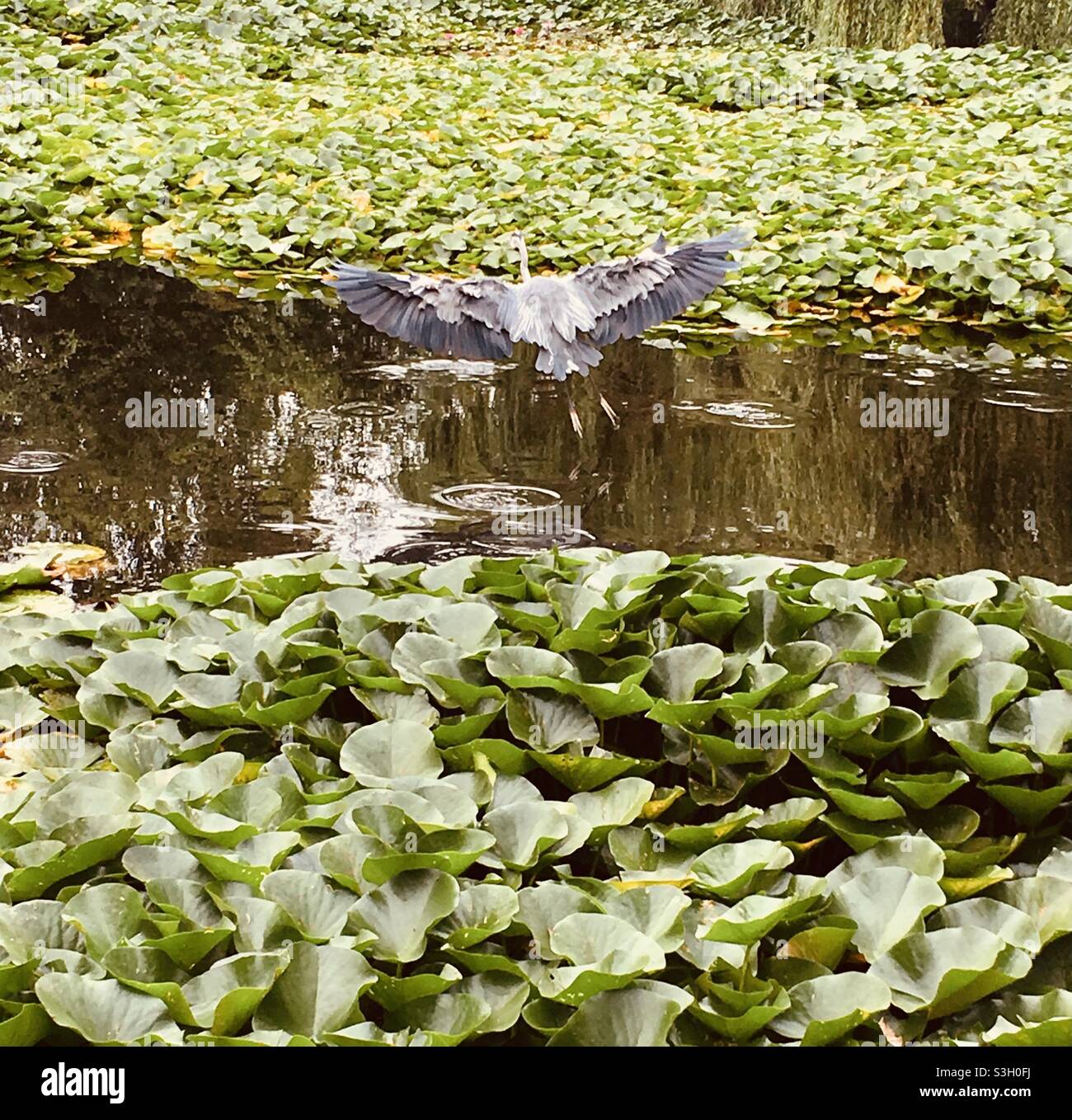 Bird flying above a pond Stock Photo