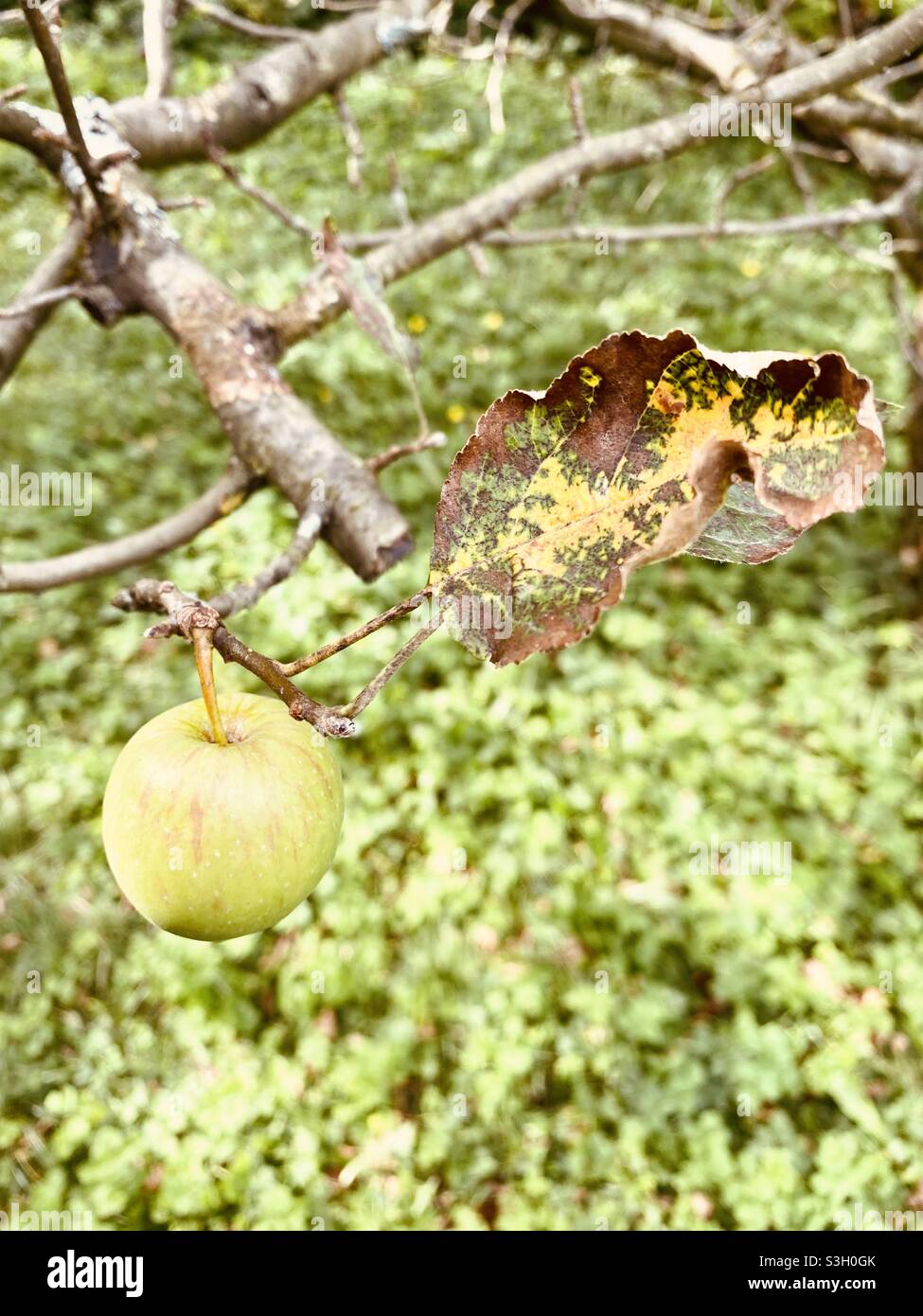 Apple and a colorful leaf on a apple tree branch in the garden nature photography Stock Photo