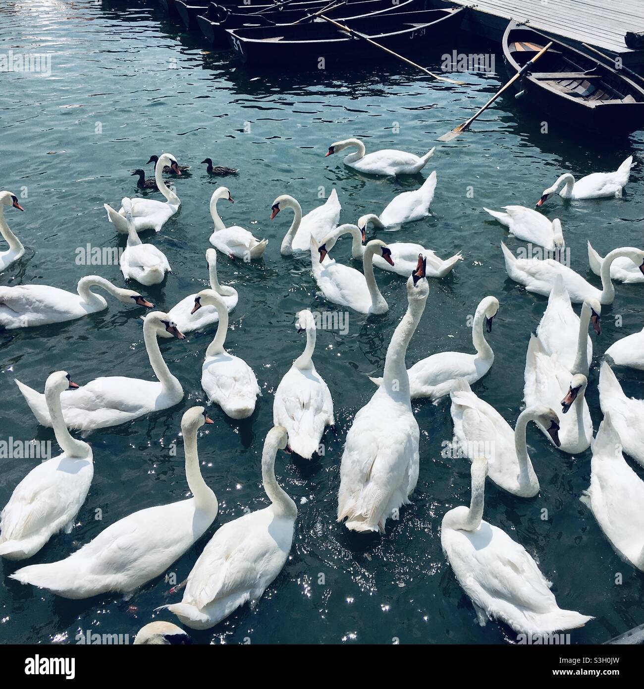 Beautiful Swans in a lake Stock Photo