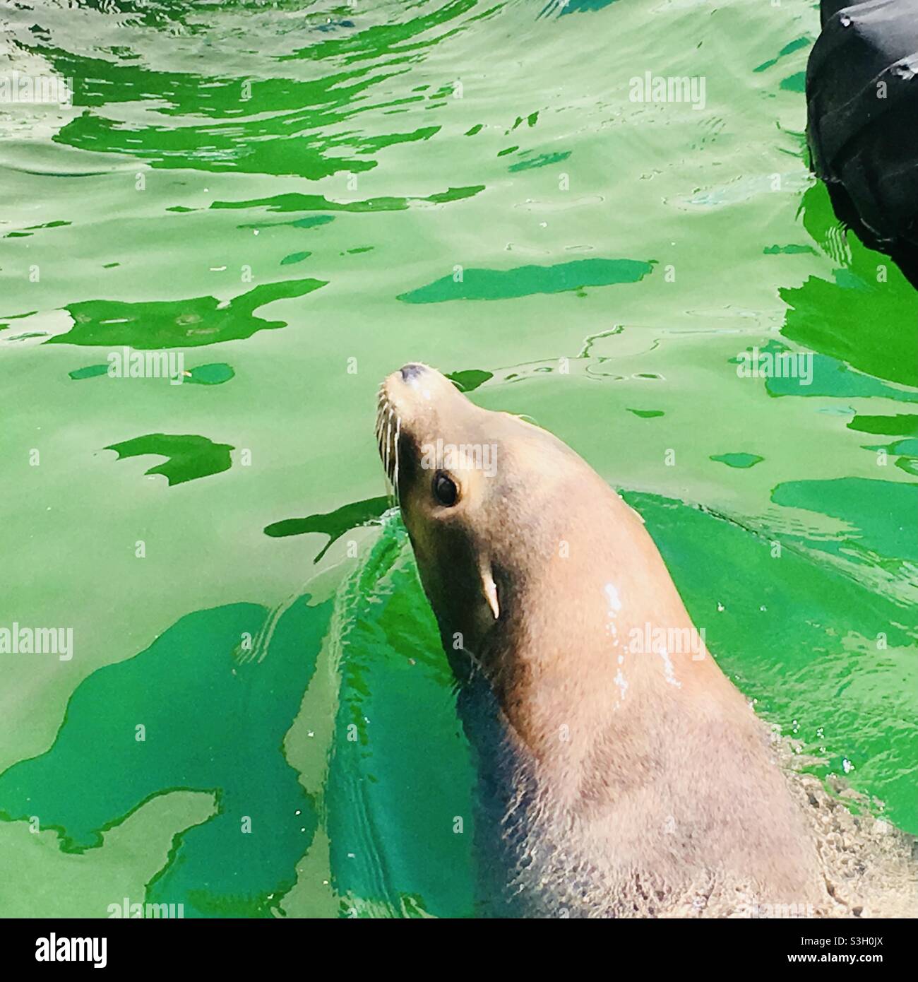 Sea lion looking at the camera in green water Stock Photo