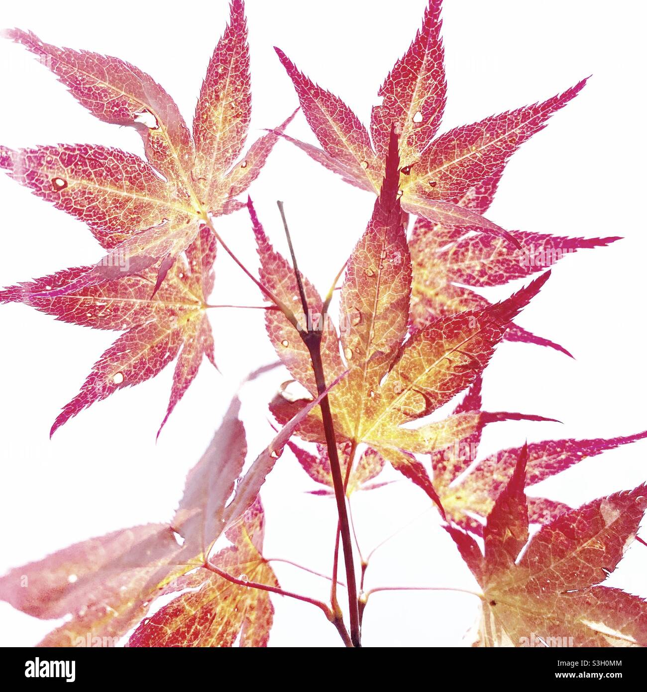 A vibrant photograph of beautiful red and orange acer leaves from a Japanese maple tree against a white sky background - Smartphone Captured Stock Image