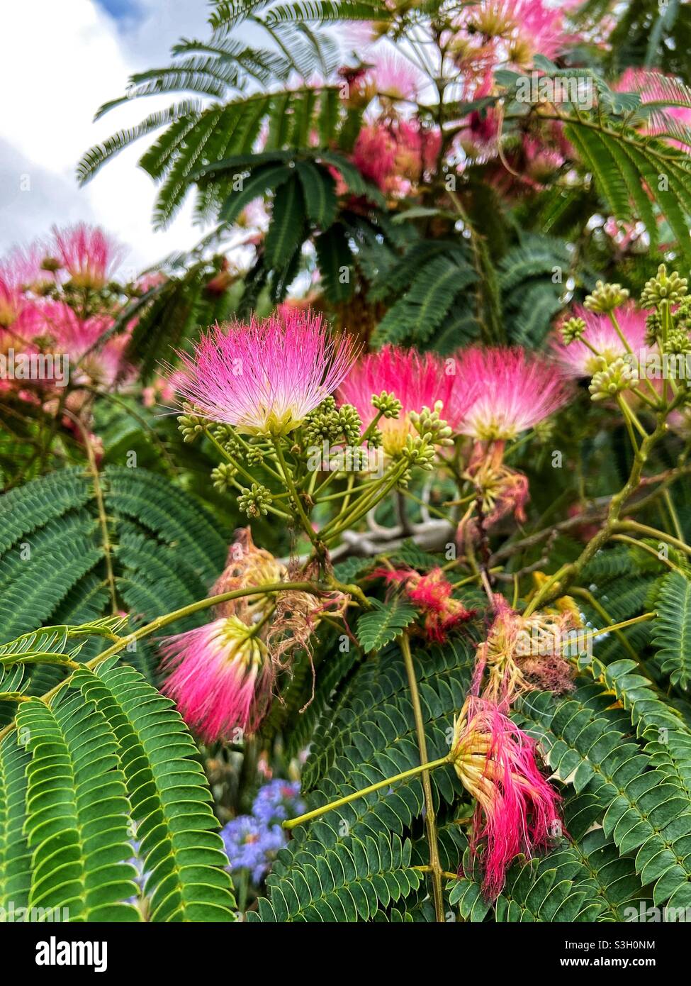 Persian Silk Tree Albizia Julibrissin Cut Out Against Blue Sky Stock Photo Alamy