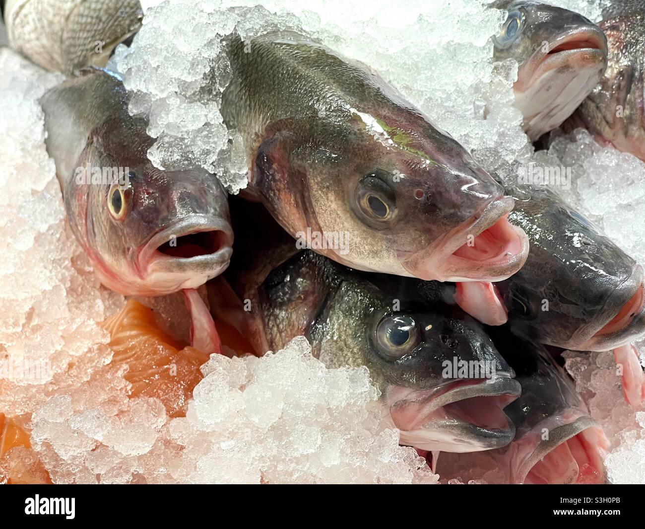 Fresh sea bass fish on ice Stock Photo