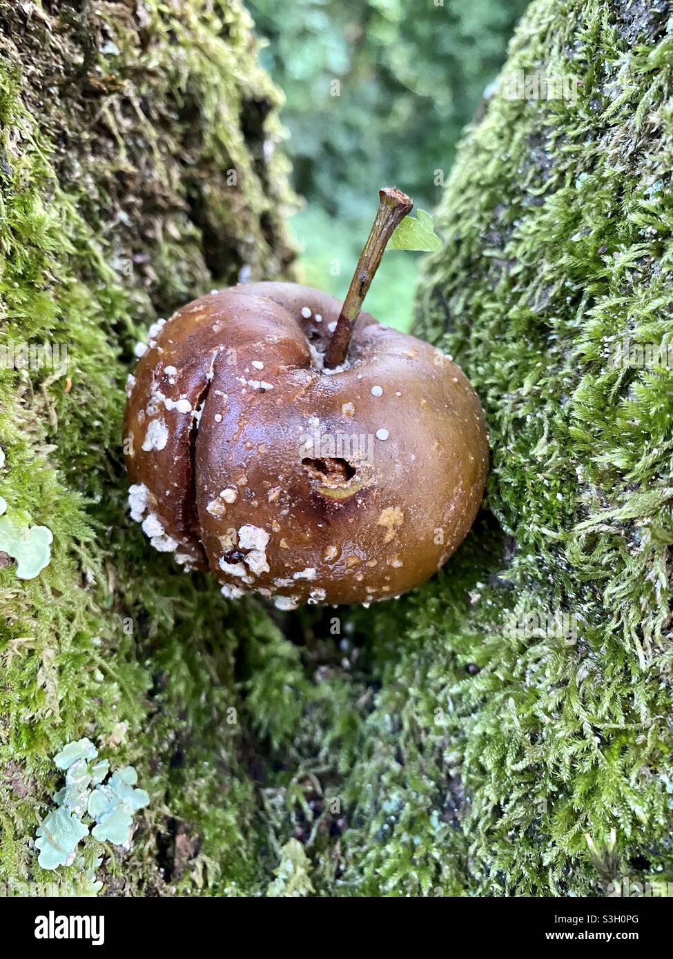 Rotten apple on a tree Stock Photo