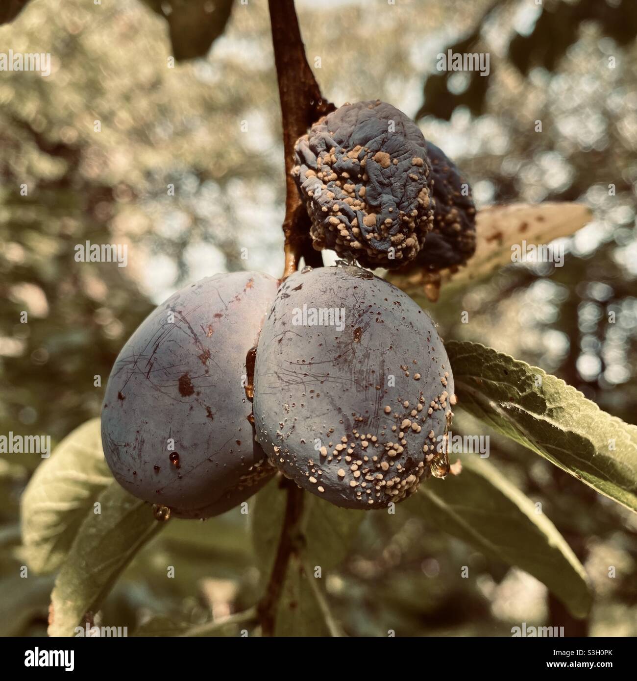 Rotting plums Stock Photo