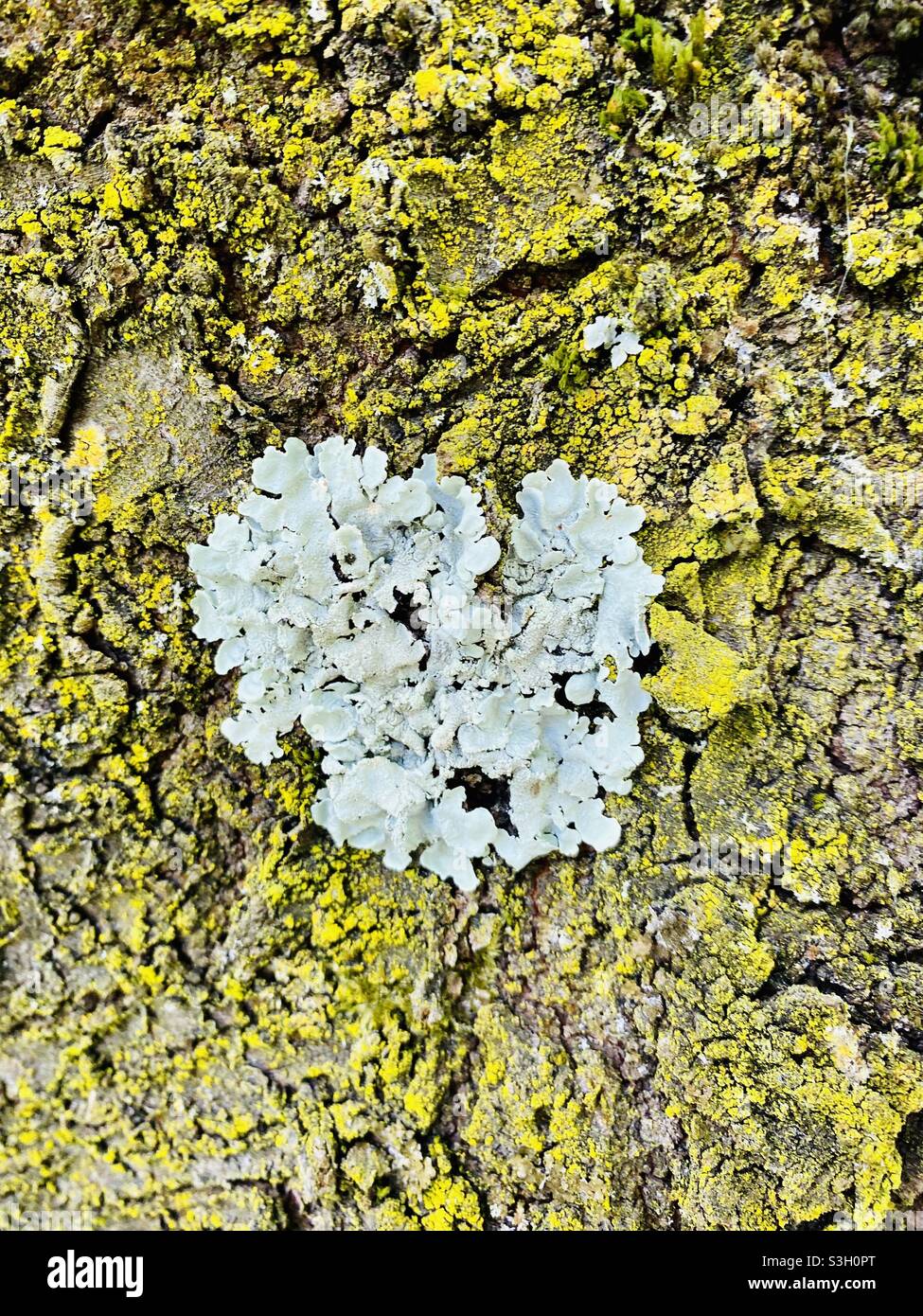 Tree lichen Stock Photo