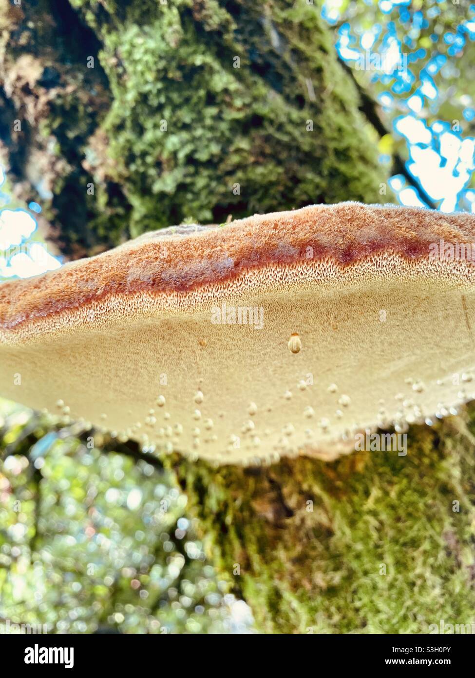 Tree mushroom Stock Photo