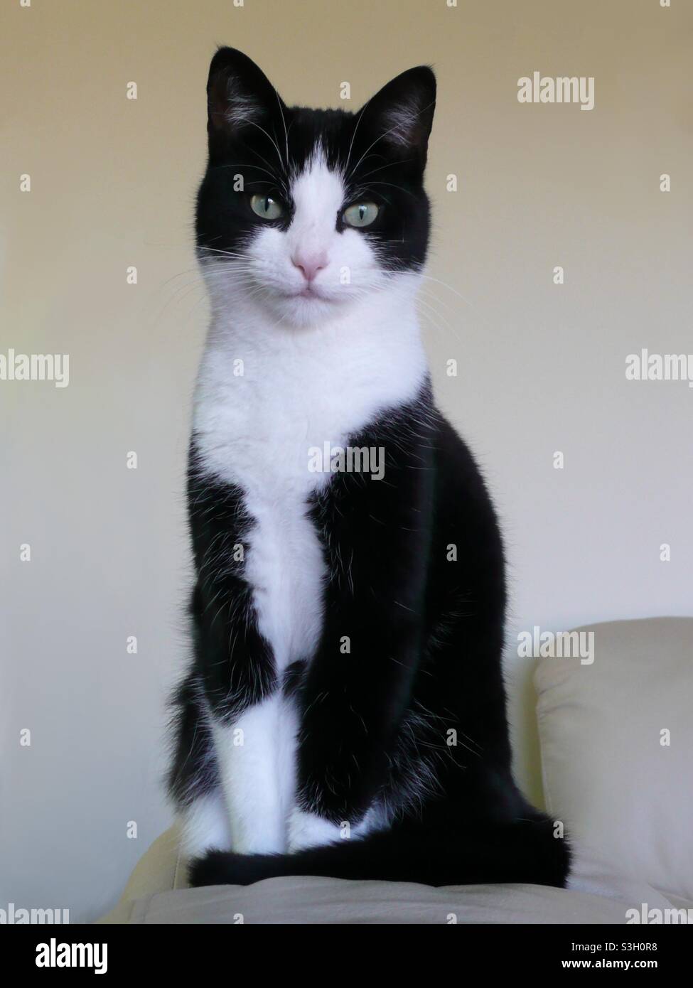Prim and proper Stock Photo - Alamy
