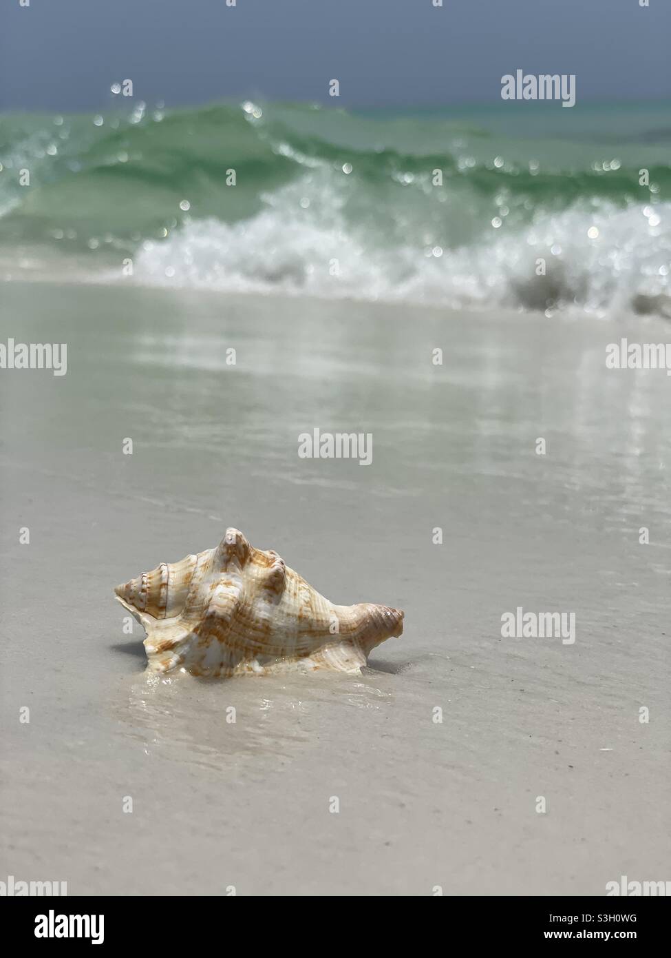 Select focus of a seashell with ocean wave background - Smartphone Captured Stock Image