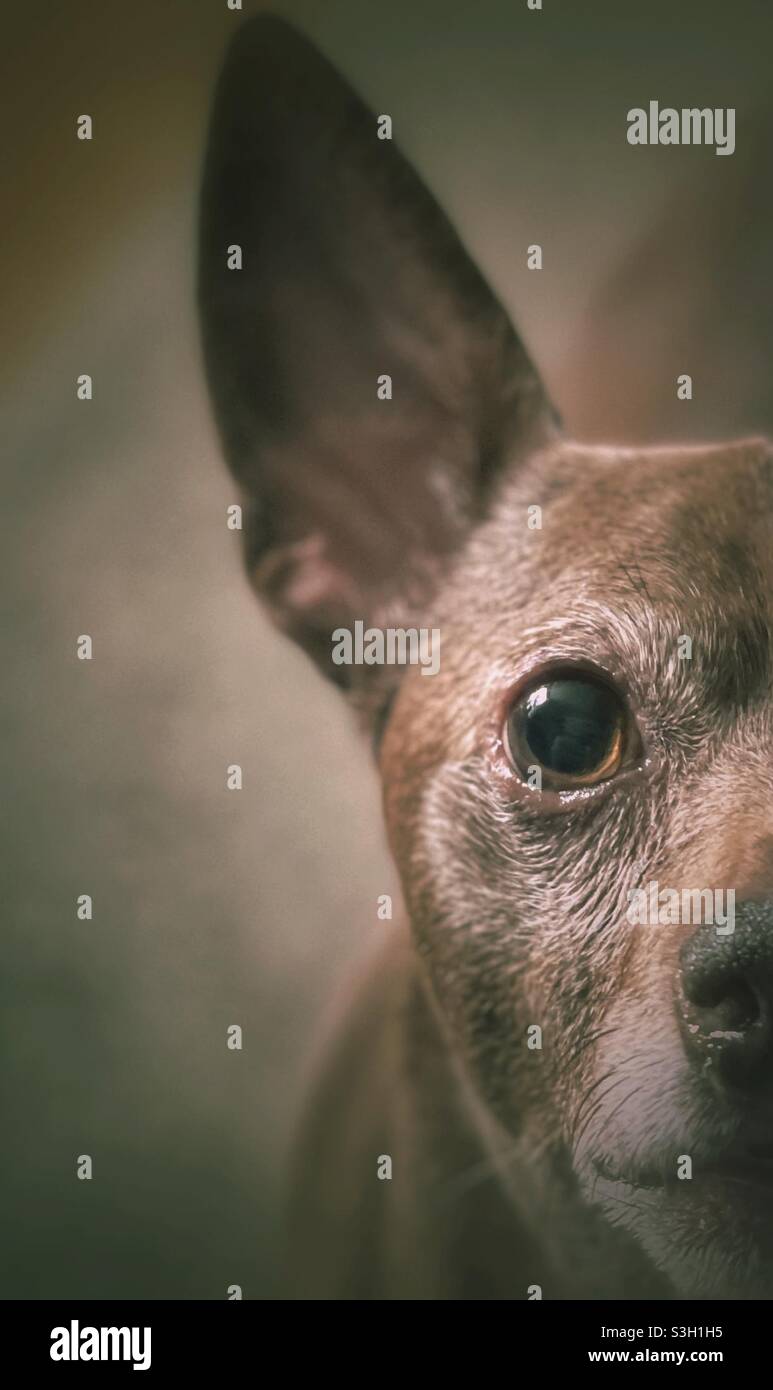 Older Chihuahua staring at the camera - Smartphone Captured Stock Image