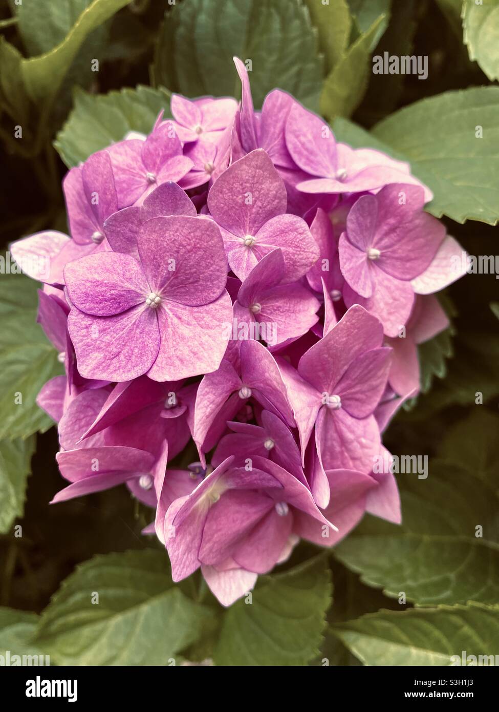Purple flowers. Purple Bigleaf hydrangea (hydrangea macrophylla). Stock Photo