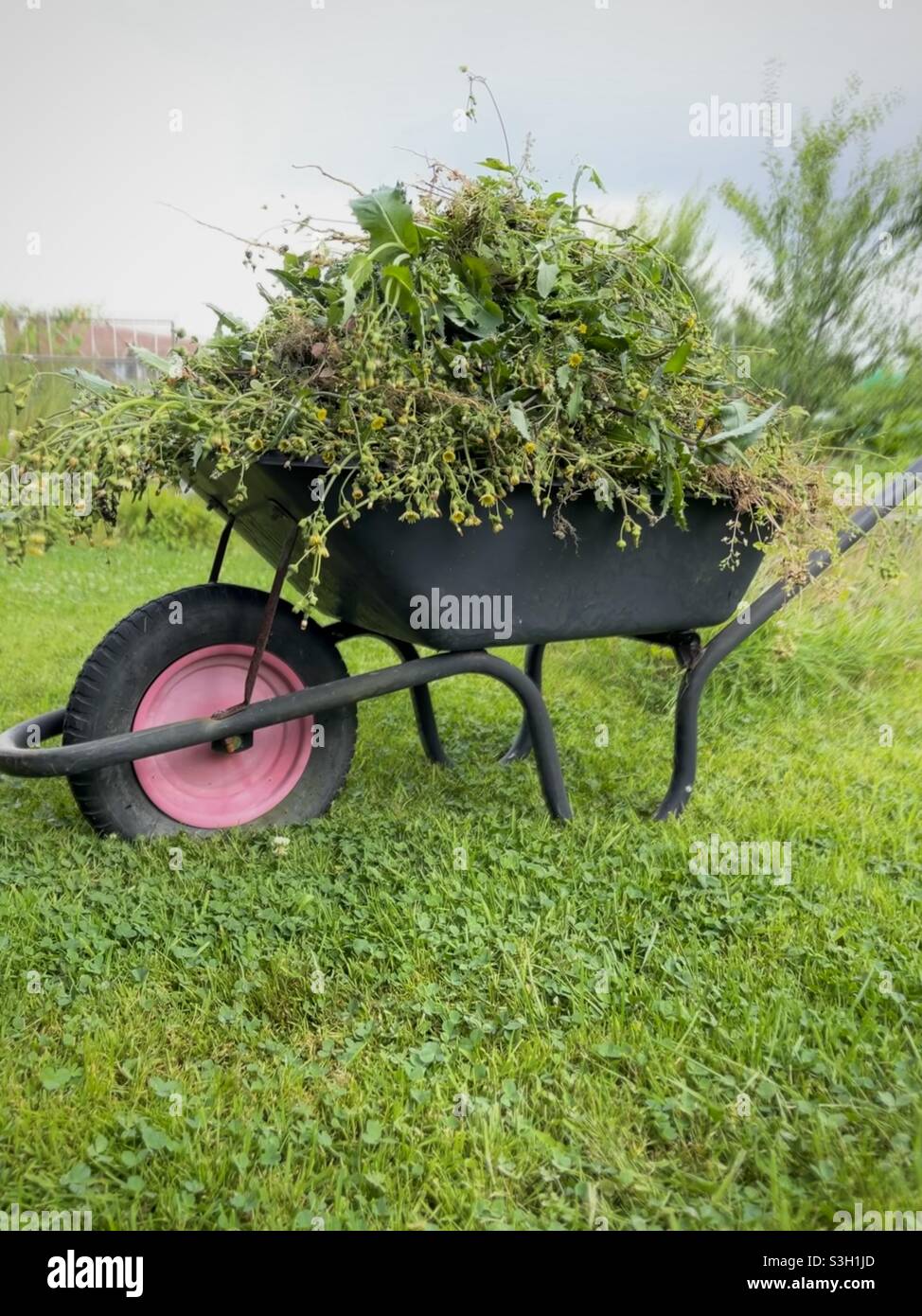 Weed filled wheelbarrow Stock Photo