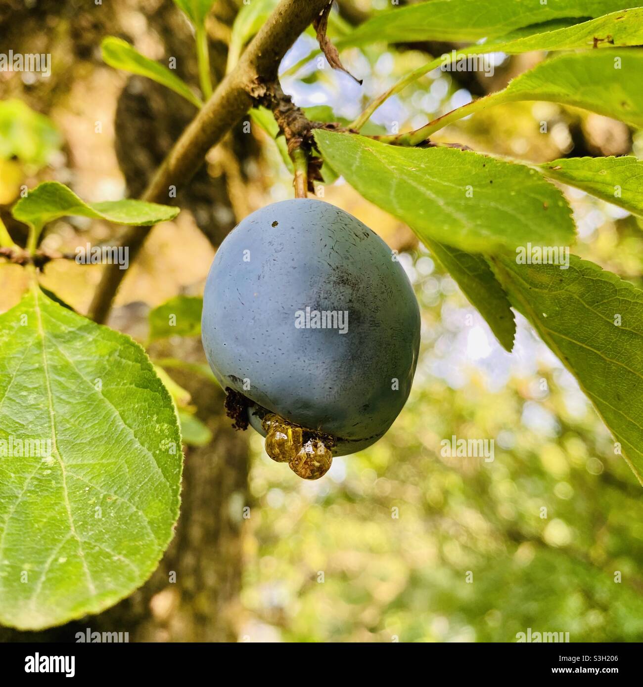 Rotting plum on a tree Stock Photo