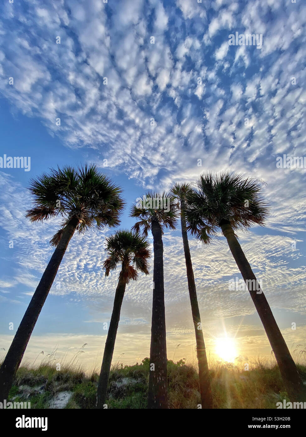 Low angle view of palm trees at sunset Stock Photo