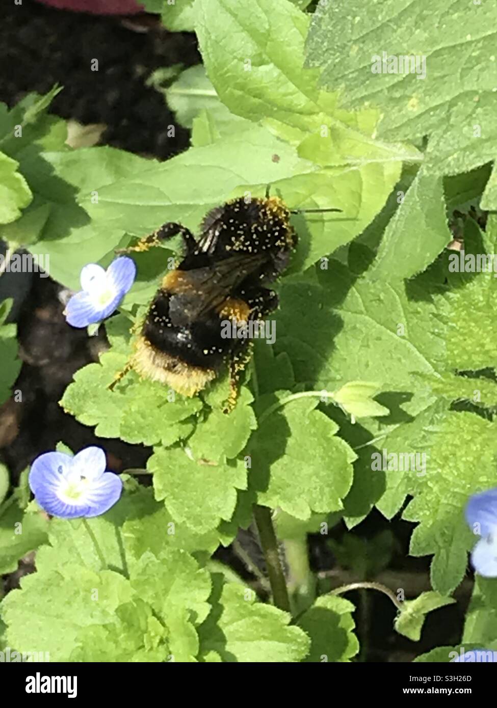 Close up of Bumble Bee with white bottom covered in pollen specks walking across leaves and blue flowers Stock Photo