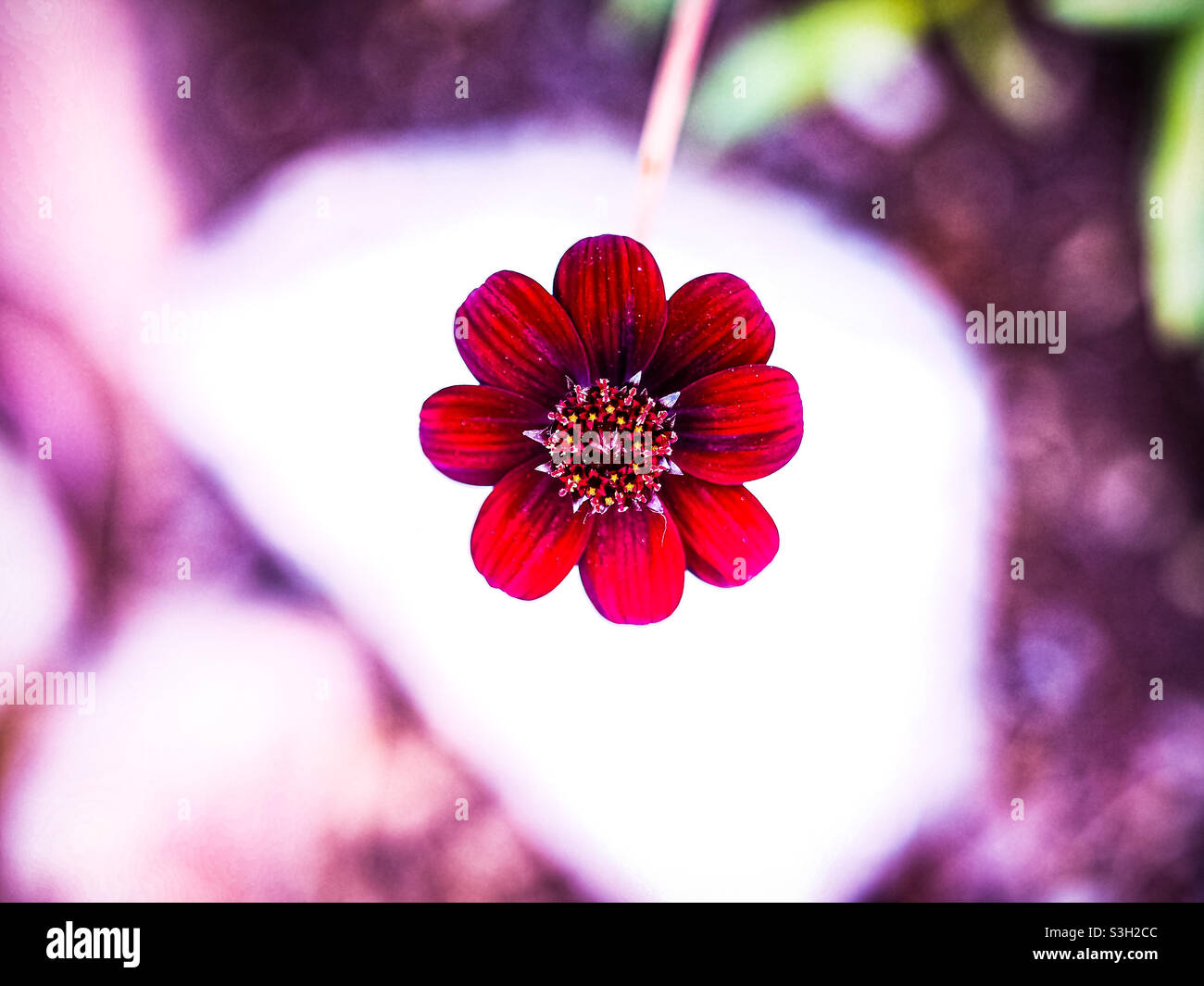 Saturated red petaled flower in the spotlight of the sun. Stock Photo