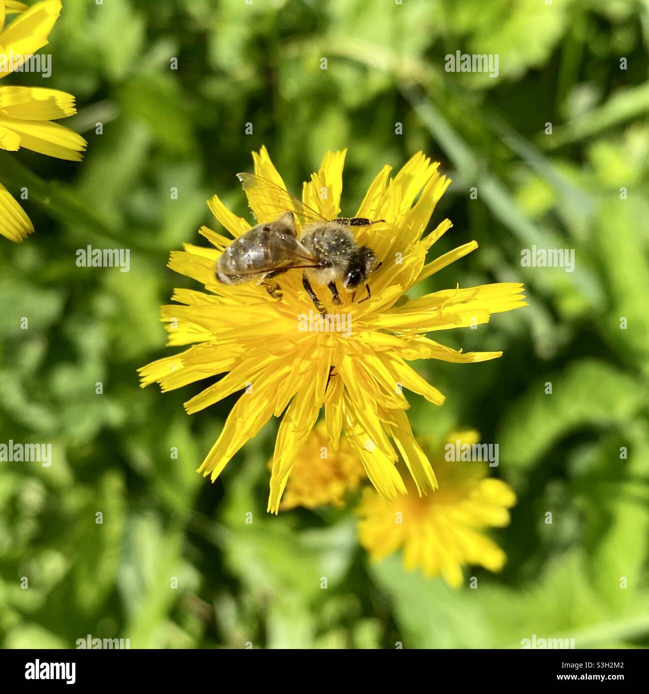 Bee on a Common dandelion (Taraxacum officinale) flower Stock Photo