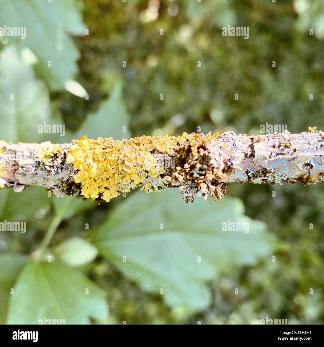 Yellow lichen on a tree branch Stock Photo