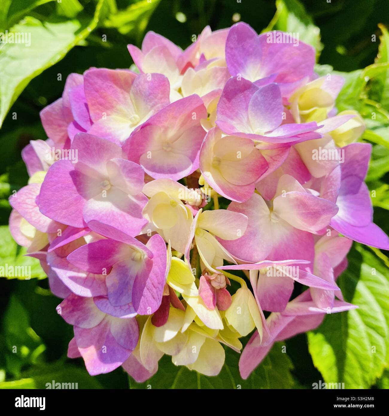 Purple flowers in sunlight Stock Photo