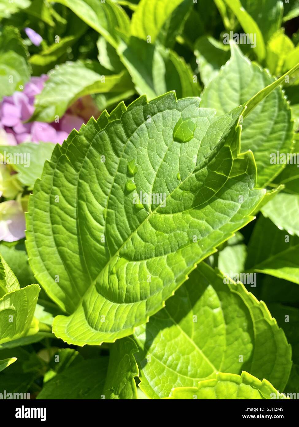 Rain drops on Bigleaf hydrangea (hydrangea macrophylla) leaves Stock Photo
