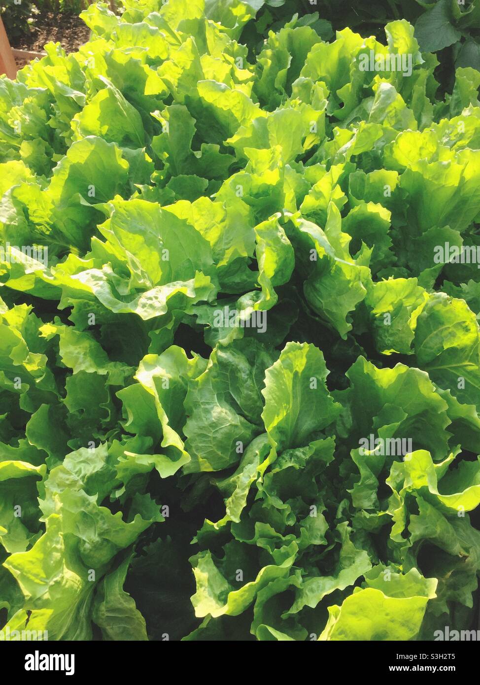 Fresh lettuce plants in the garden - Smartphone Captured Stock Image