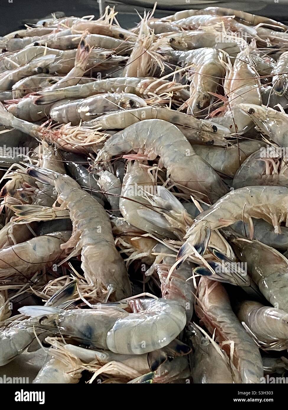 Shrimp season is open Stock Photo Alamy