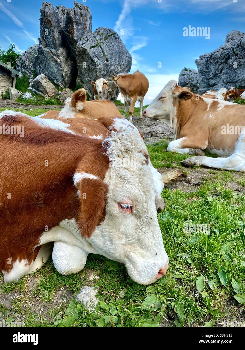 Herd of cows on a mountain pasture near the Kampenwand in Bavaria Stock Photo