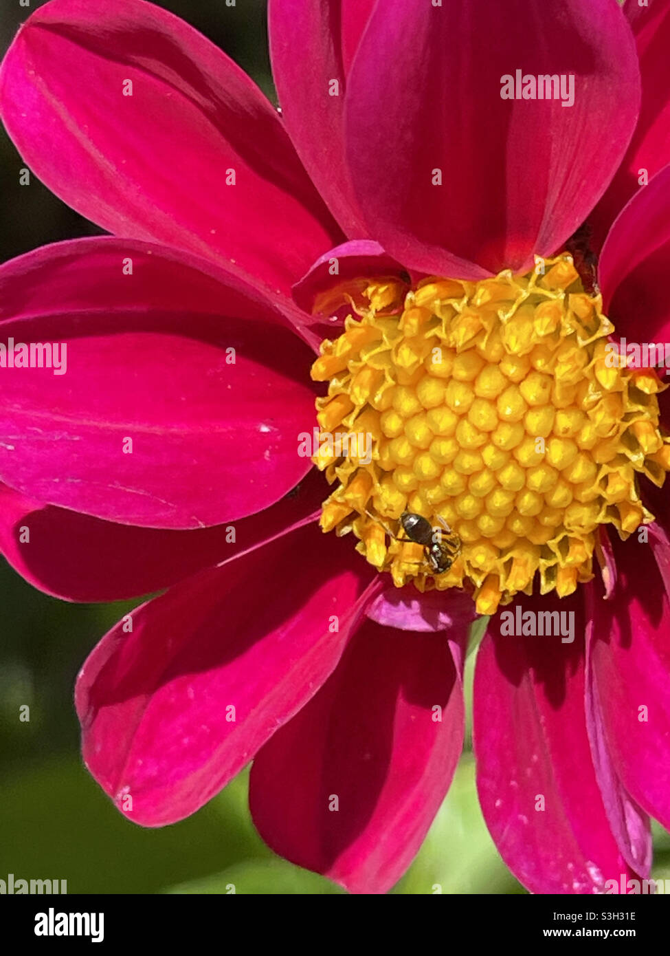 Ant on purple flower. - Smartphone Captured Stock Image