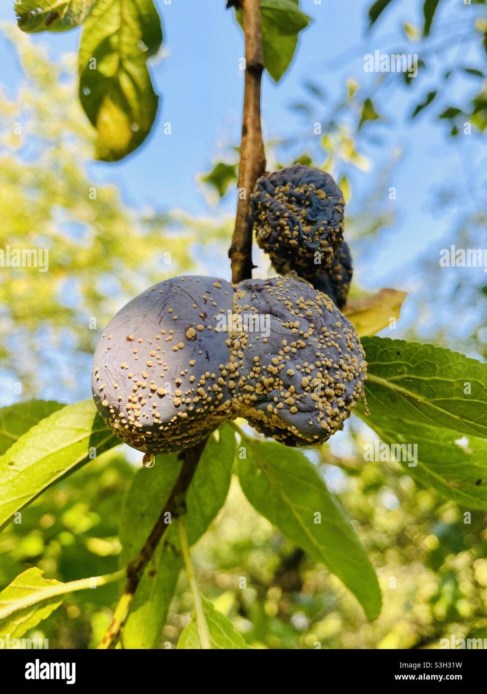Rotting plums on a plum tree Stock Photo