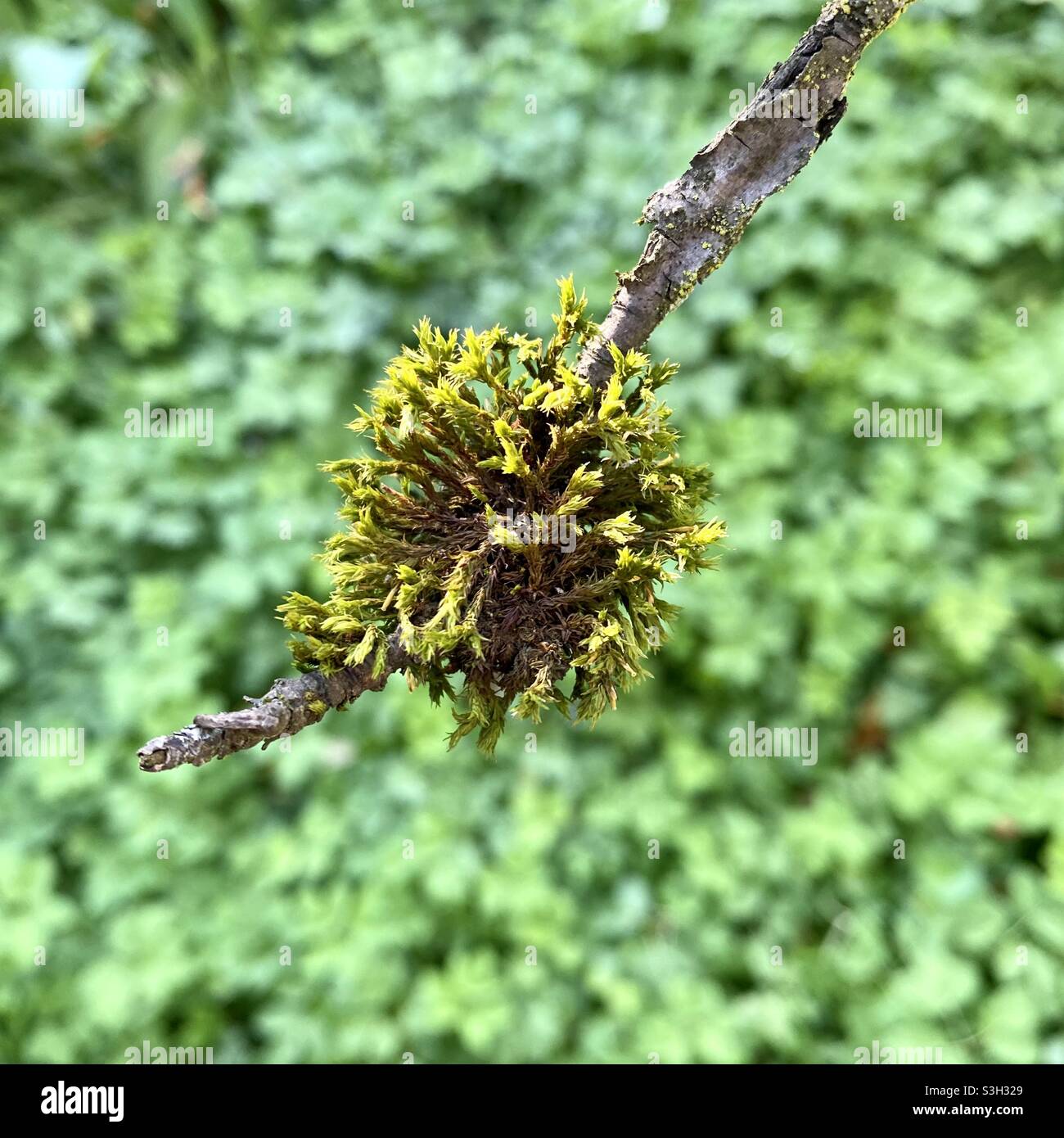 Moss growing on a tree branch Stock Photo