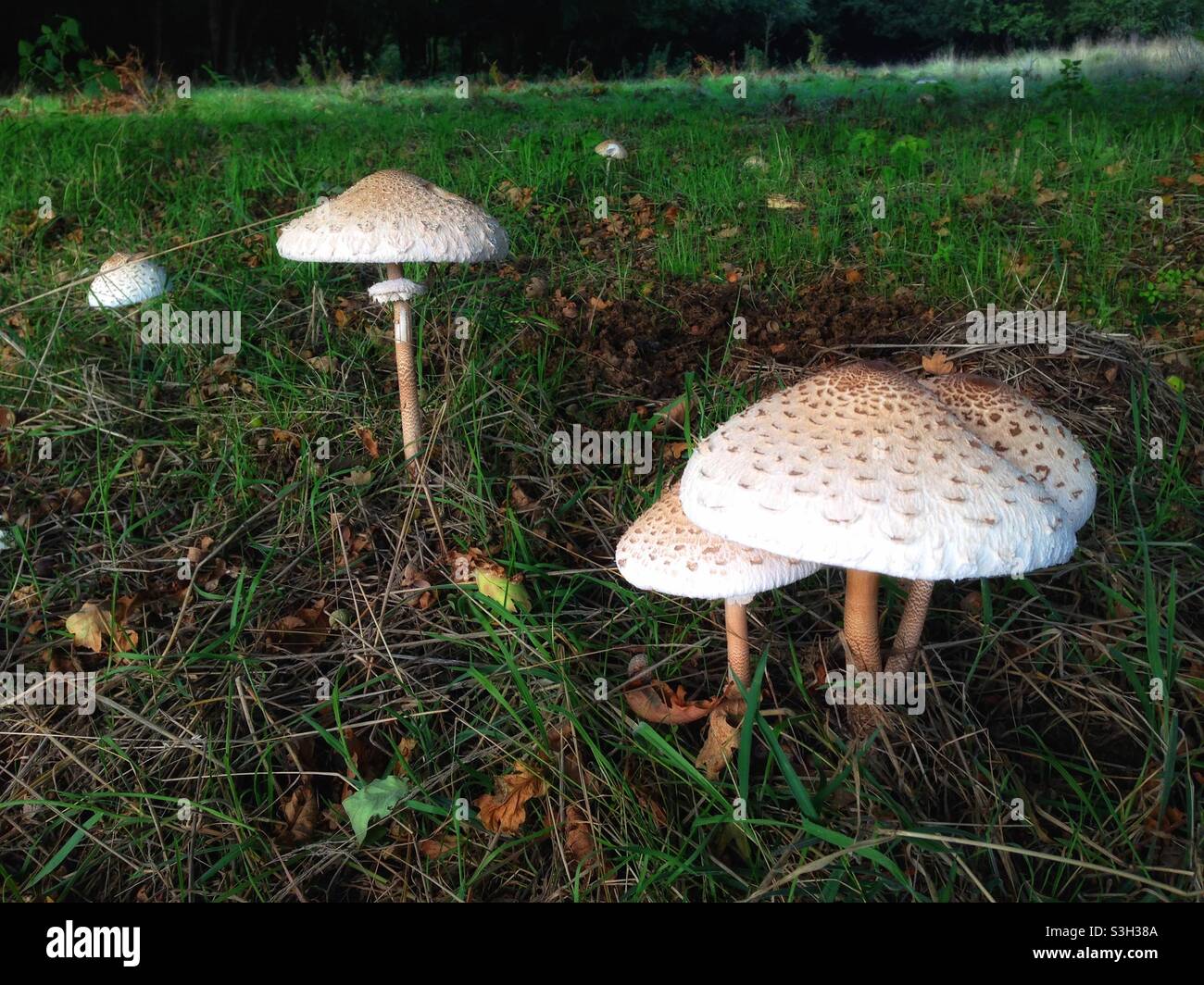 Wild mushrooms, Epping Forest, UK Stock Photo Alamy