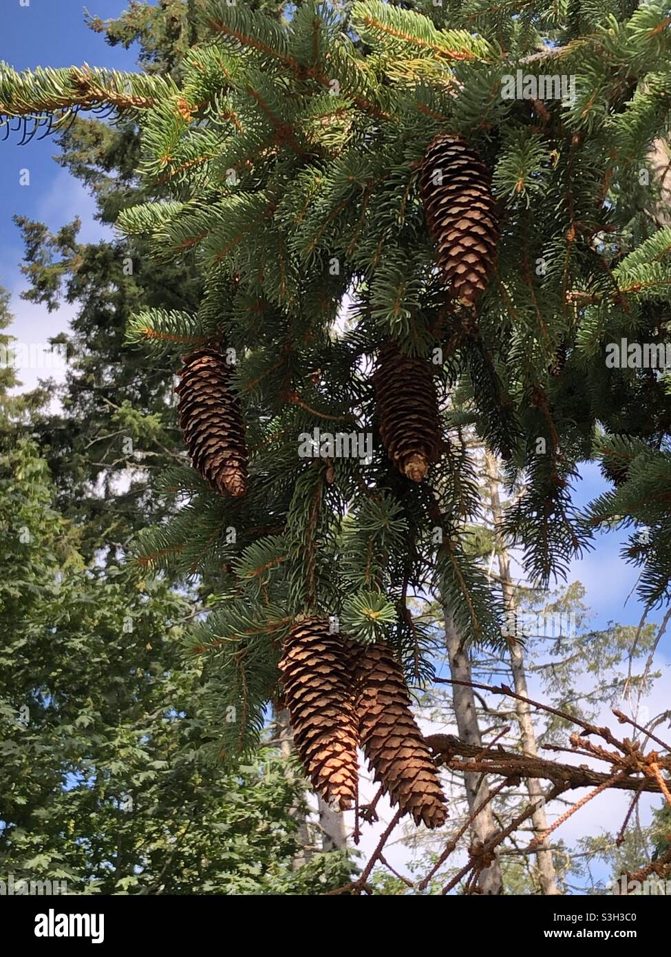 Over abundance of pine cones on a sunny day just hanging around Stock Photo