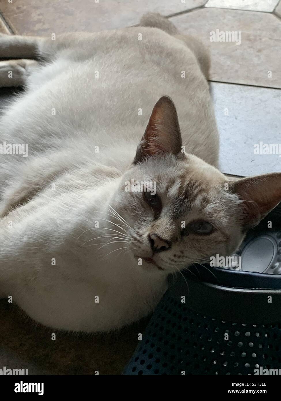 Female cat leaning head Stock Photo Alamy