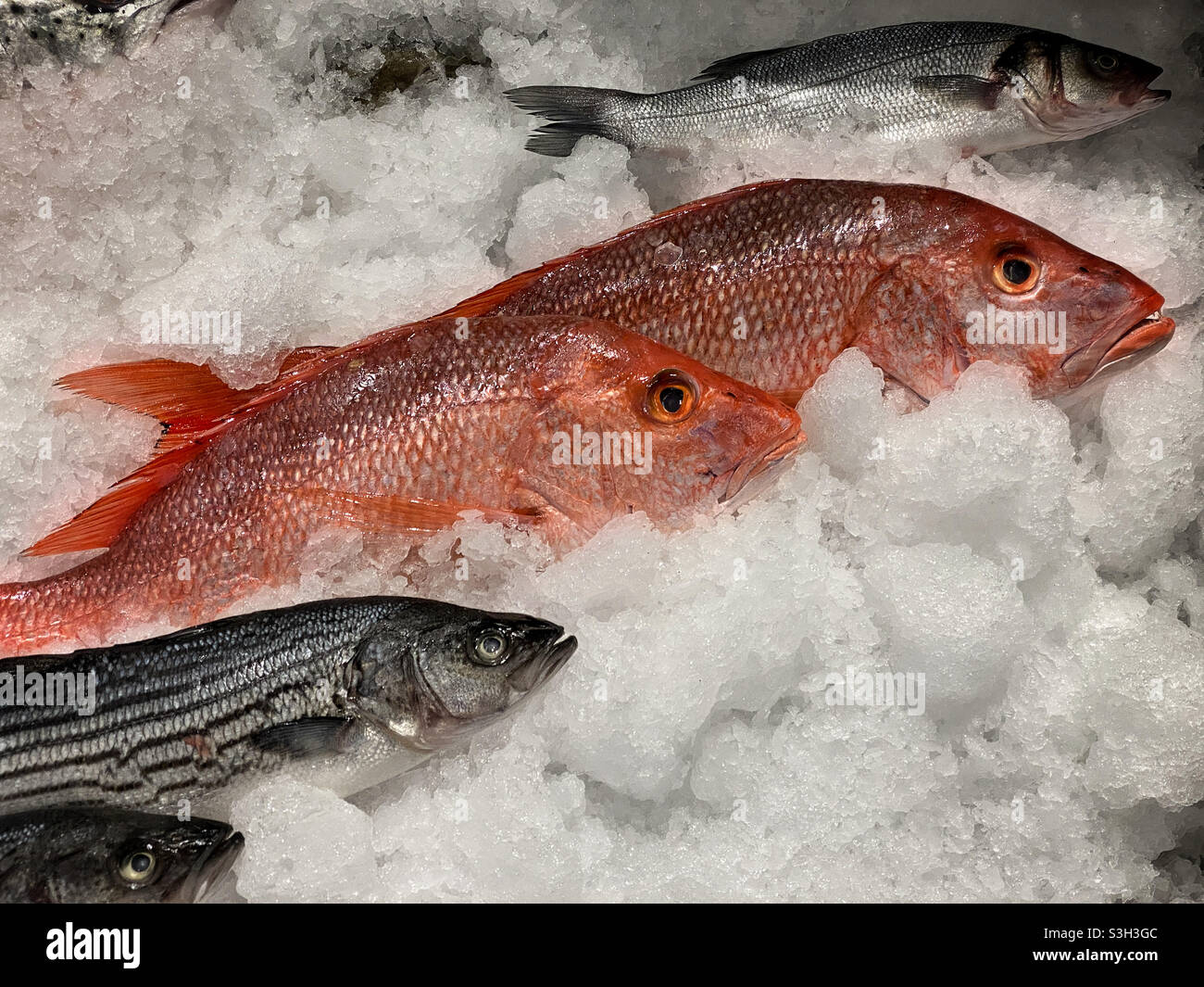Res snapper and trout on ice in a fish market - Smartphone Captured Stock Image
